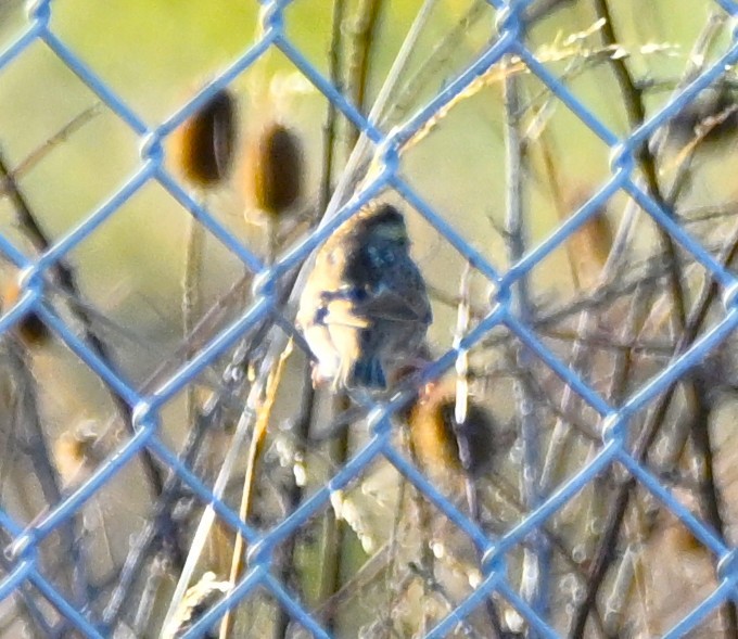 Savannah Sparrow - ML646316467