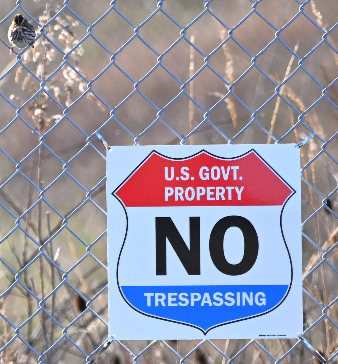 Savannah Sparrow - ML646316468