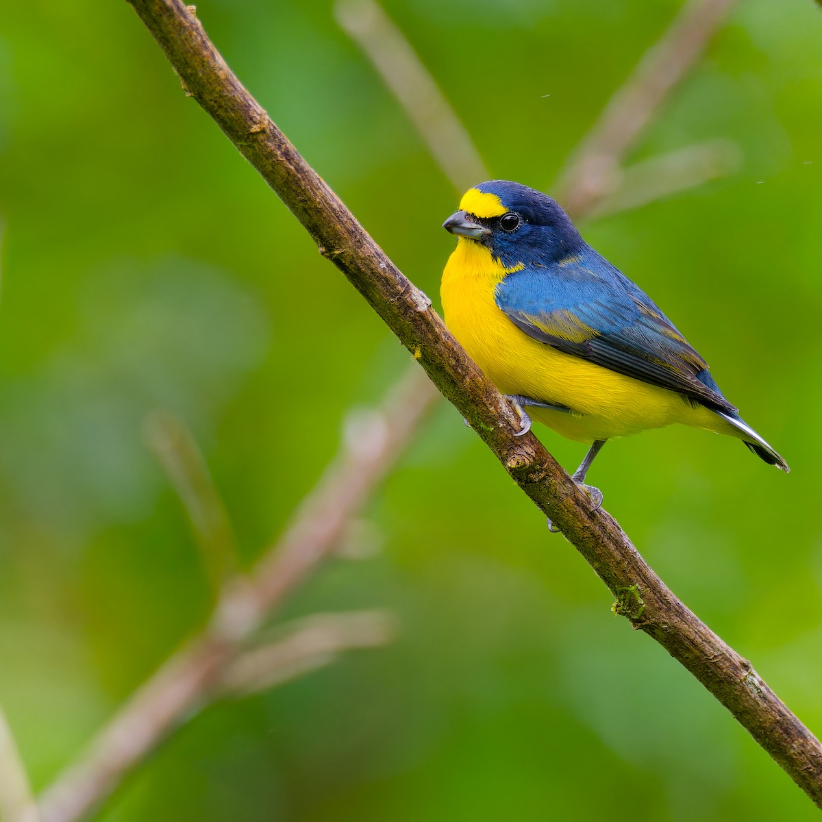 Yellow-throated Euphonia - ML646316475