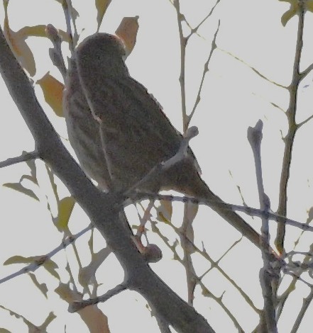 Song Sparrow - ML646316479