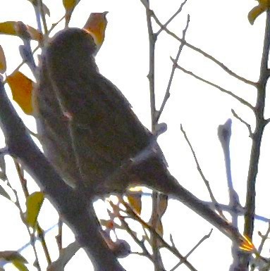 Song Sparrow - ML646316480