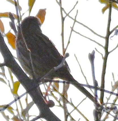 Song Sparrow - ML646316481