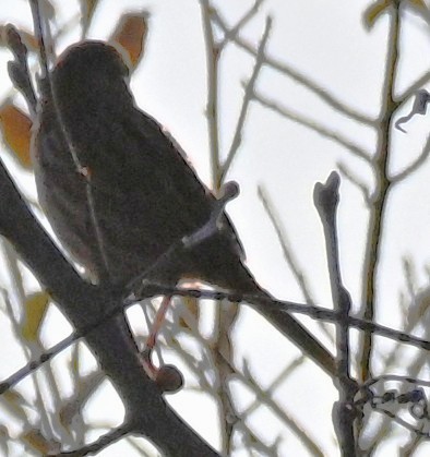 Song Sparrow - ML646316482