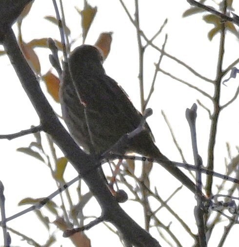 Song Sparrow - ML646316483
