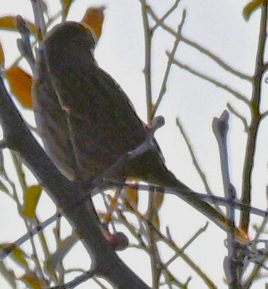 Song Sparrow - ML646316484