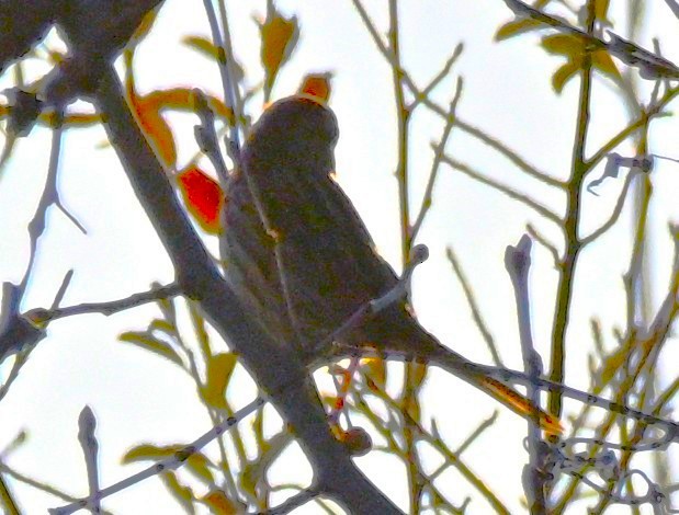 Song Sparrow - ML646316485