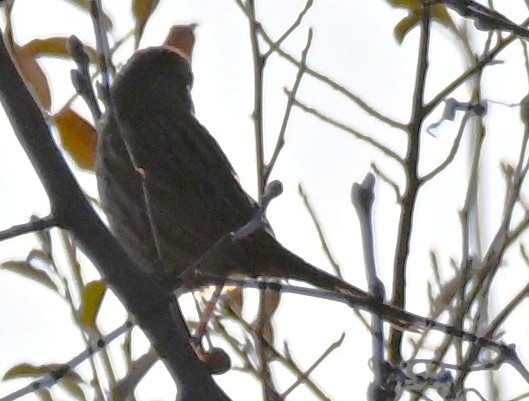 Song Sparrow - ML646316486