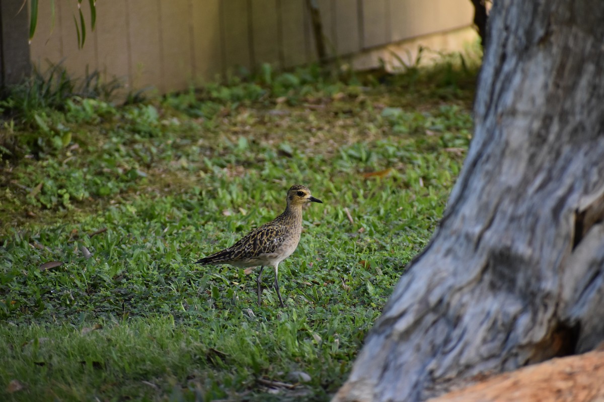 Pacific Golden-Plover - ML646316488
