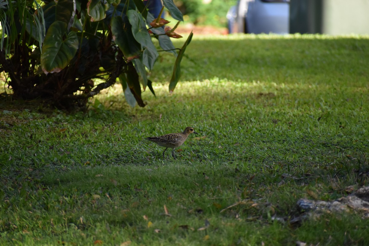 Pacific Golden-Plover - ML646316489
