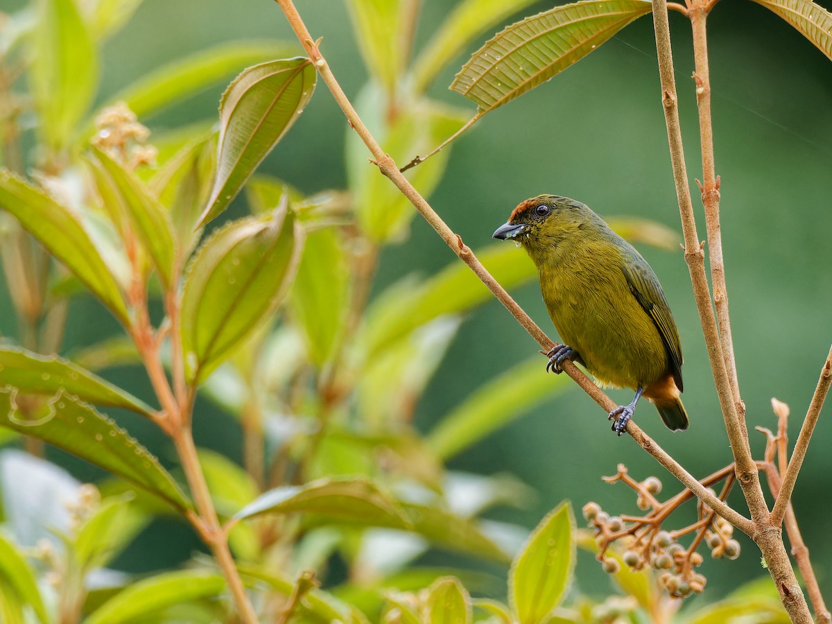Olive-backed Euphonia - ML646316491