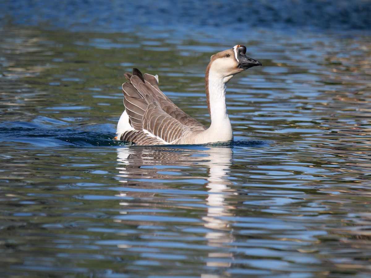 husa labutí (domestikovaná) - ML646316493