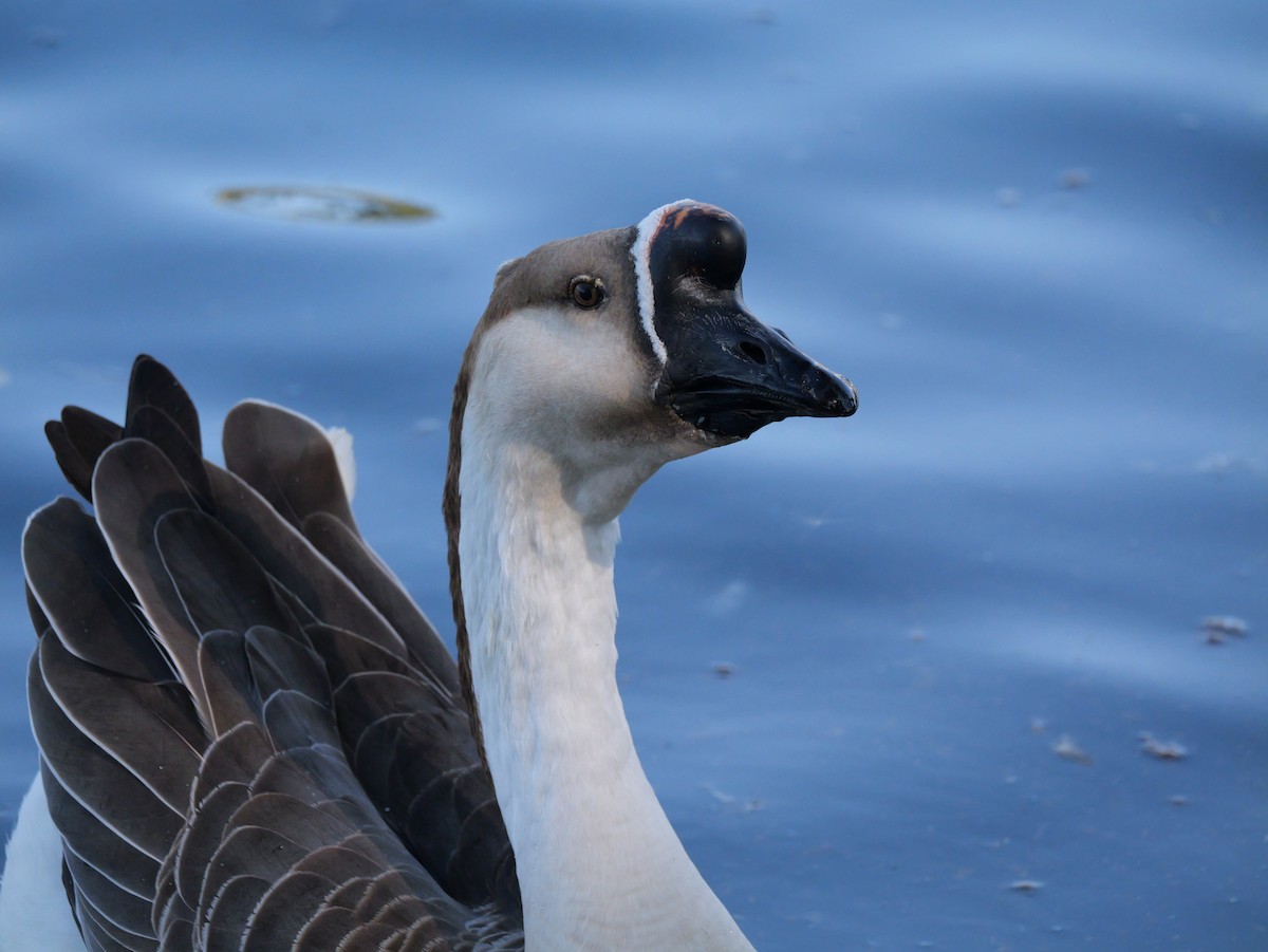 husa labutí (domestikovaná) - ML646316494