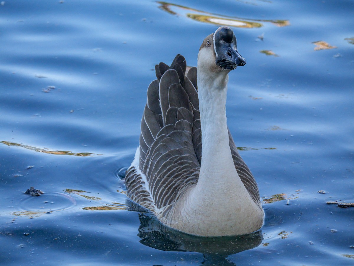 husa labutí (domestikovaná) - ML646316495