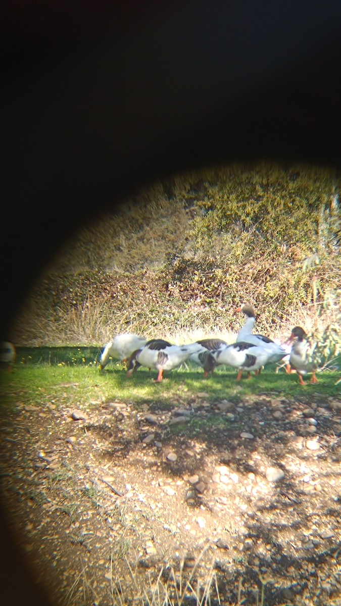 Antzara hankagorrizta (etxekoa) - ML646316496