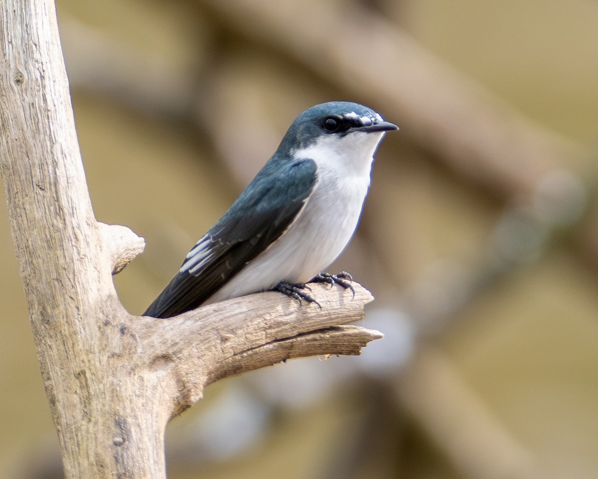 Mangrove Swallow - ML646316497