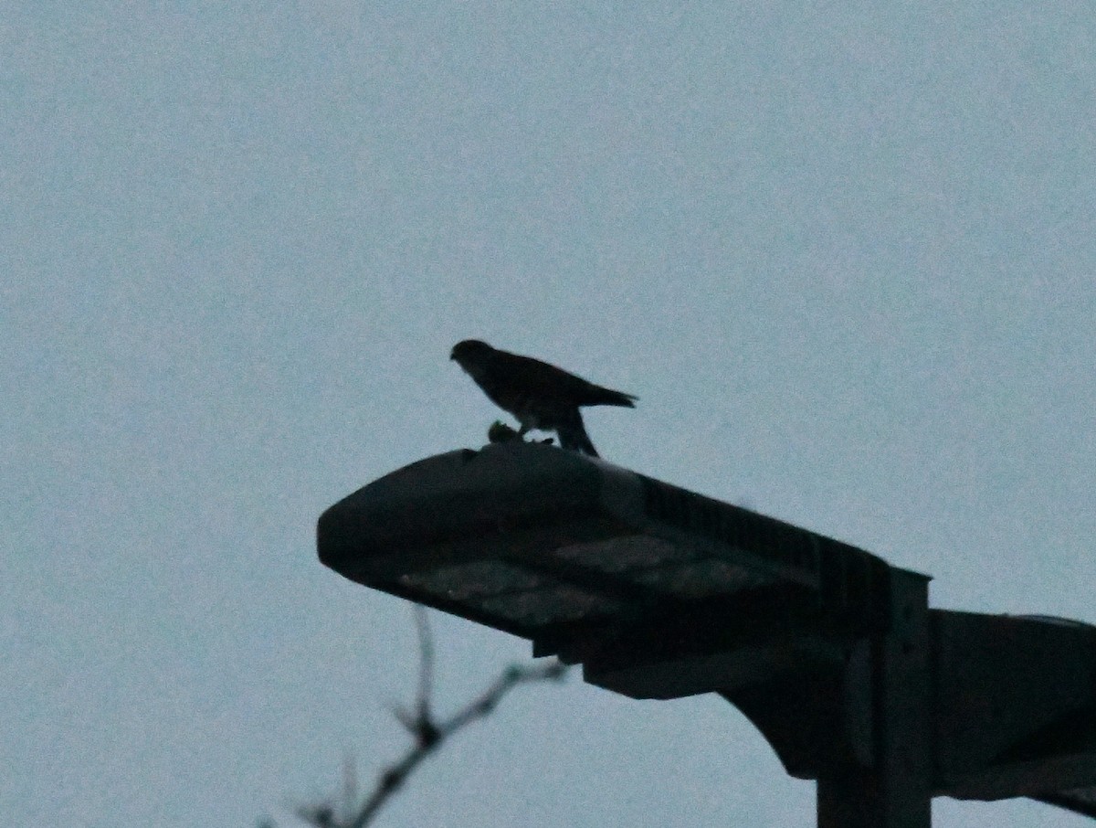 Merlin - ML646316498