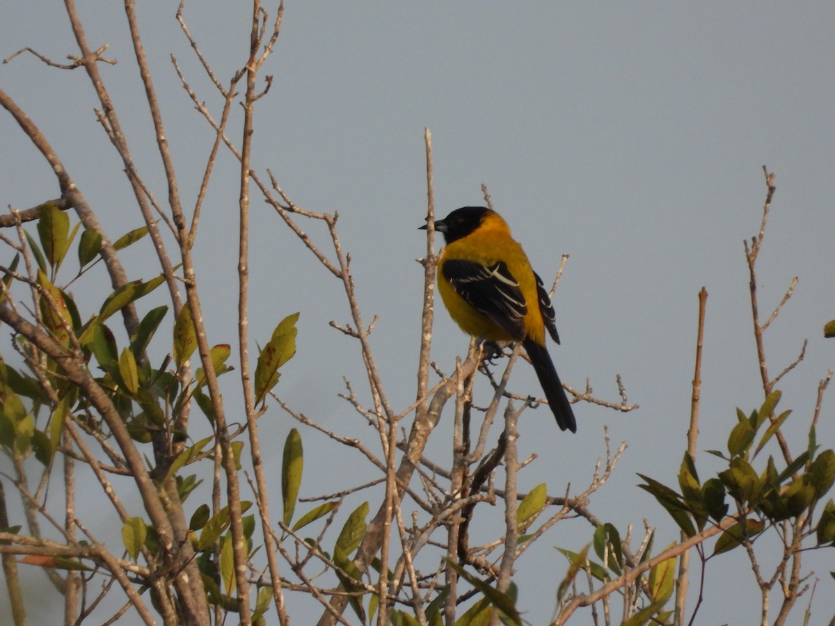 Audubon's Oriole - ML646316499
