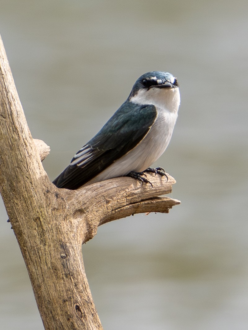 Mangrove Swallow - ML646316501