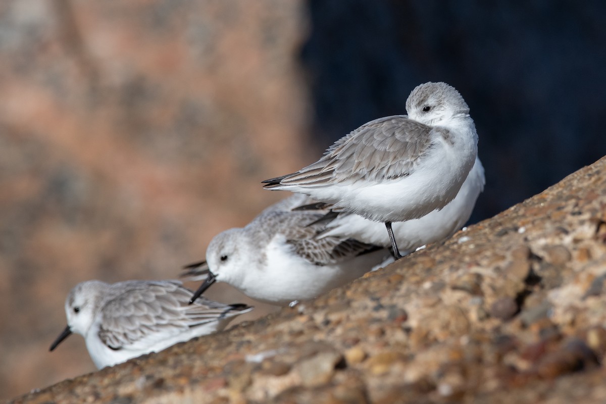 Sanderling - ML646316502