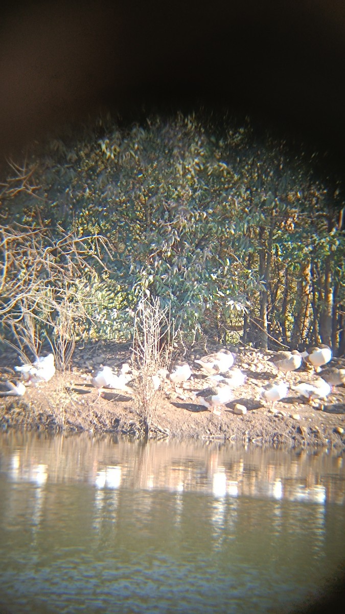 Antzara hankagorrizta (etxekoa) - ML646316504