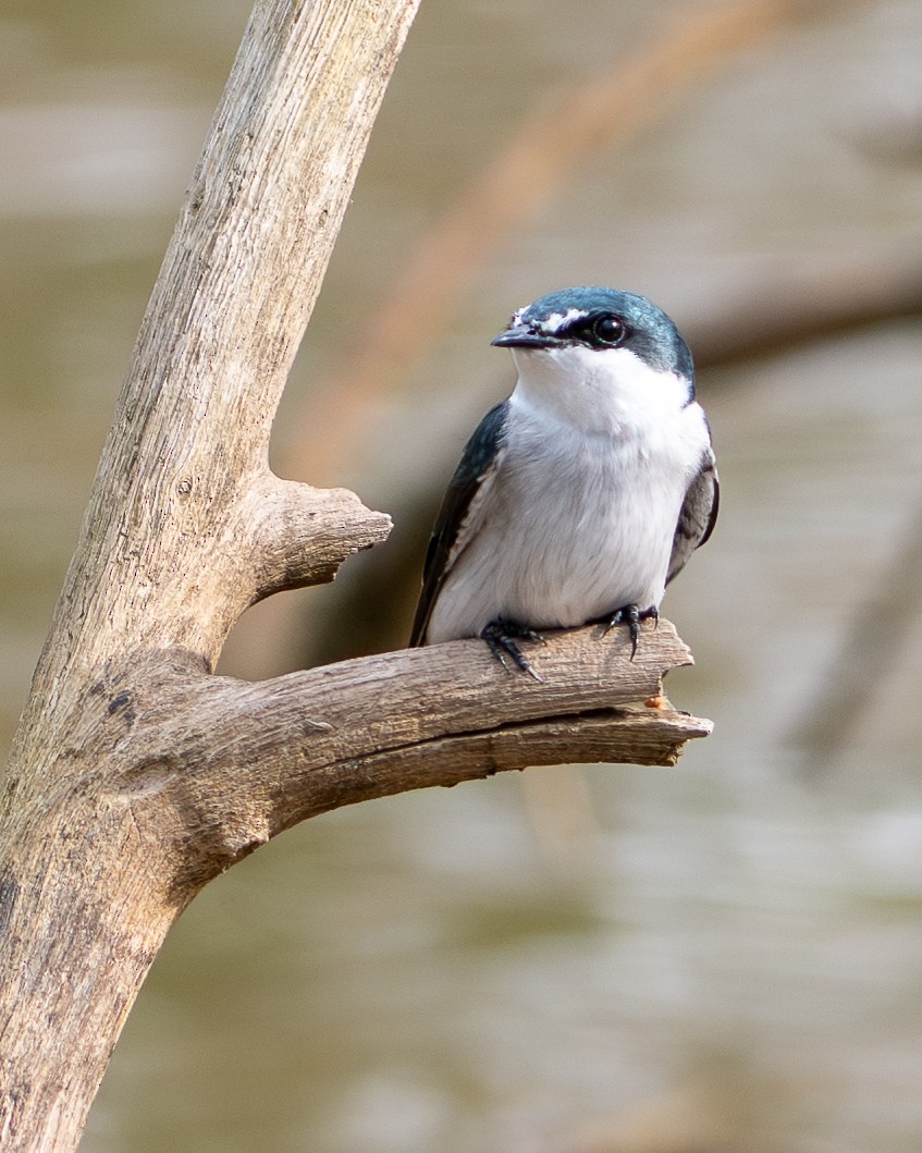 Mangrove Swallow - ML646316506