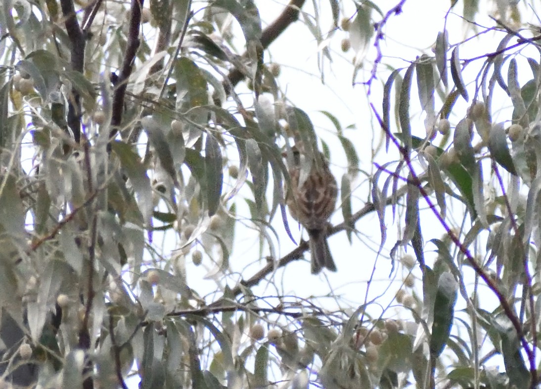 White-crowned Sparrow - ML646316508