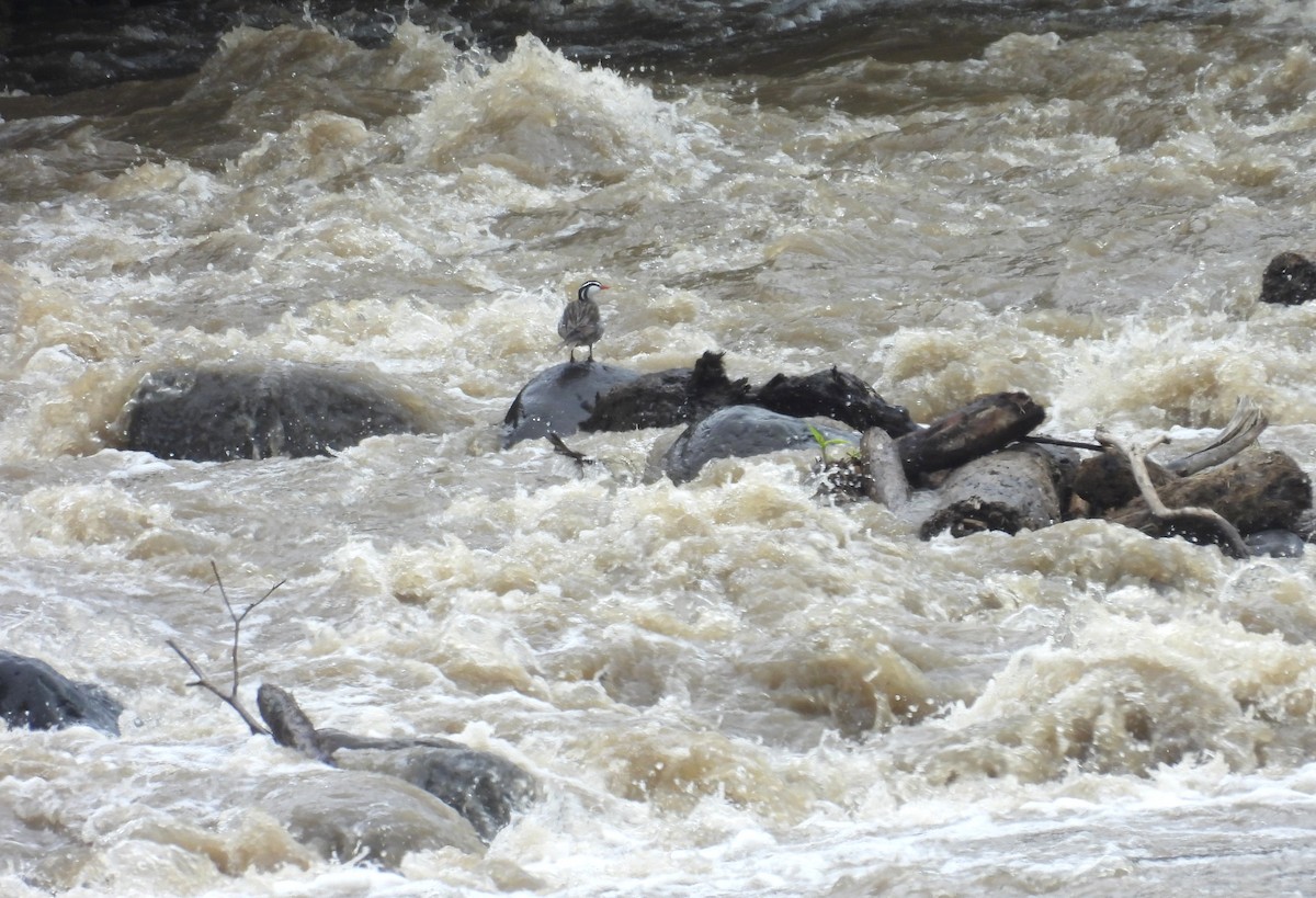 Torrent Duck - ML646316511