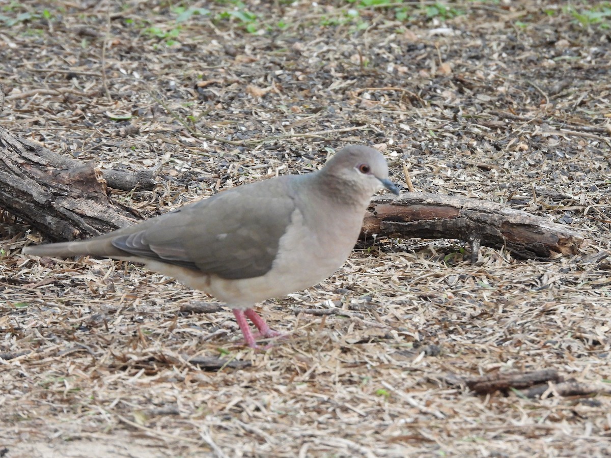 White-tipped Dove - ML646316512