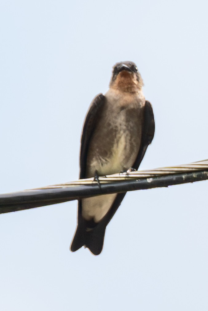 Southern Rough-winged Swallow - ML646316514
