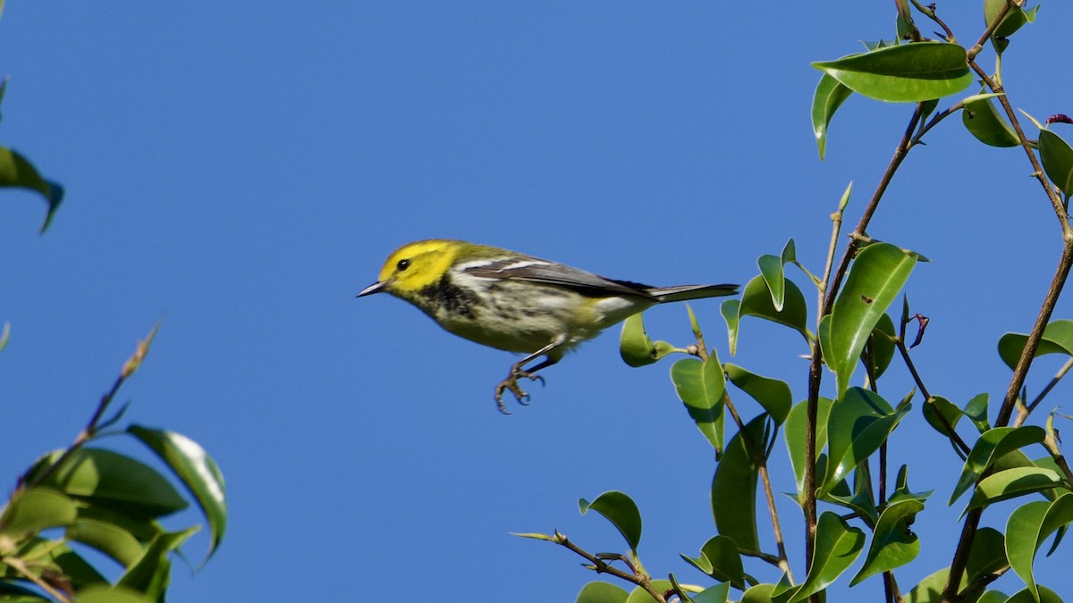 Reinita Dorsiverde - ML646316516