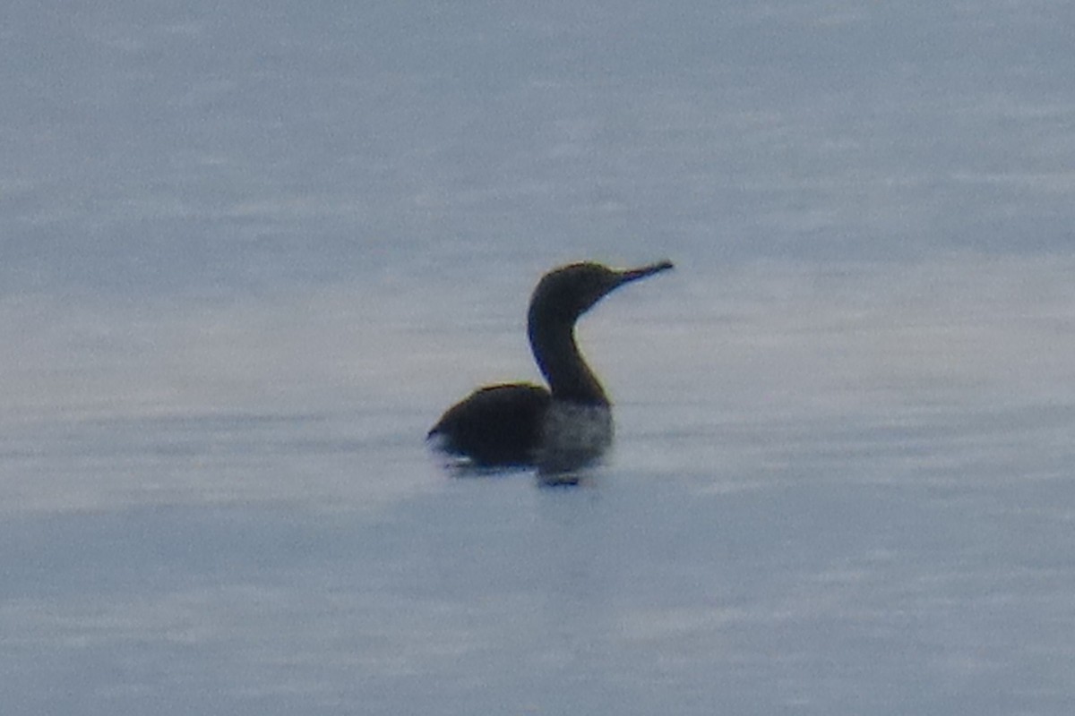 Brandt's Cormorant - ML646316519