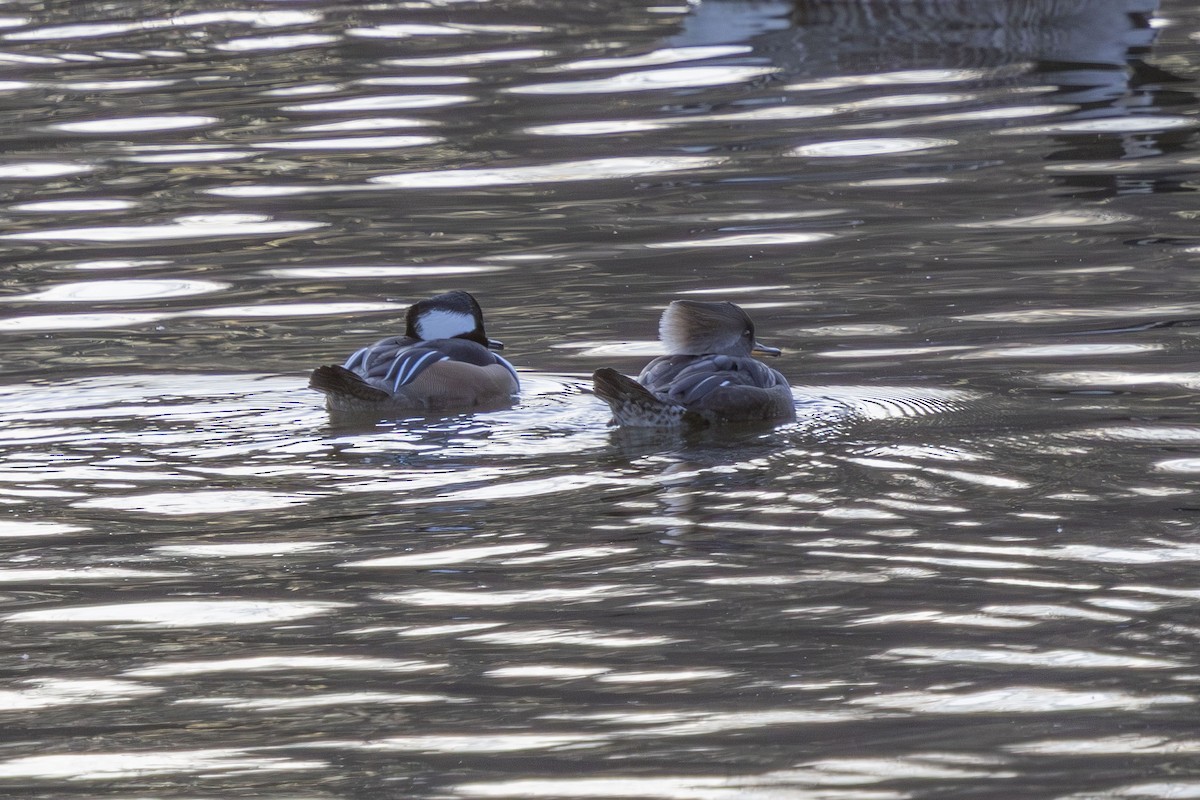 Hooded Merganser - ML646316520