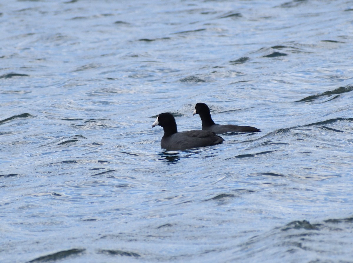 Лиска американська (червонобляшкова) - ML646316521