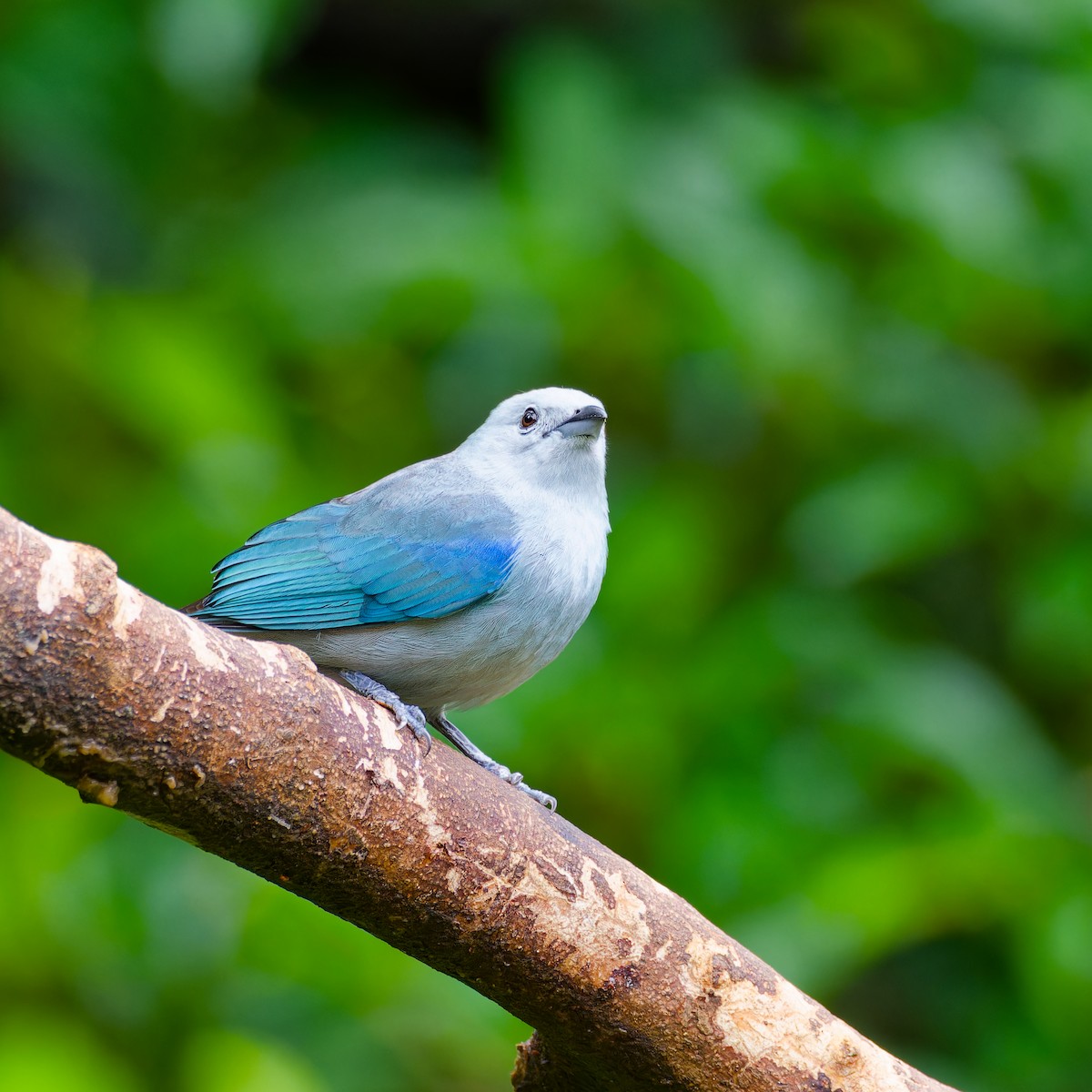Blue-gray Tanager - ML646316522
