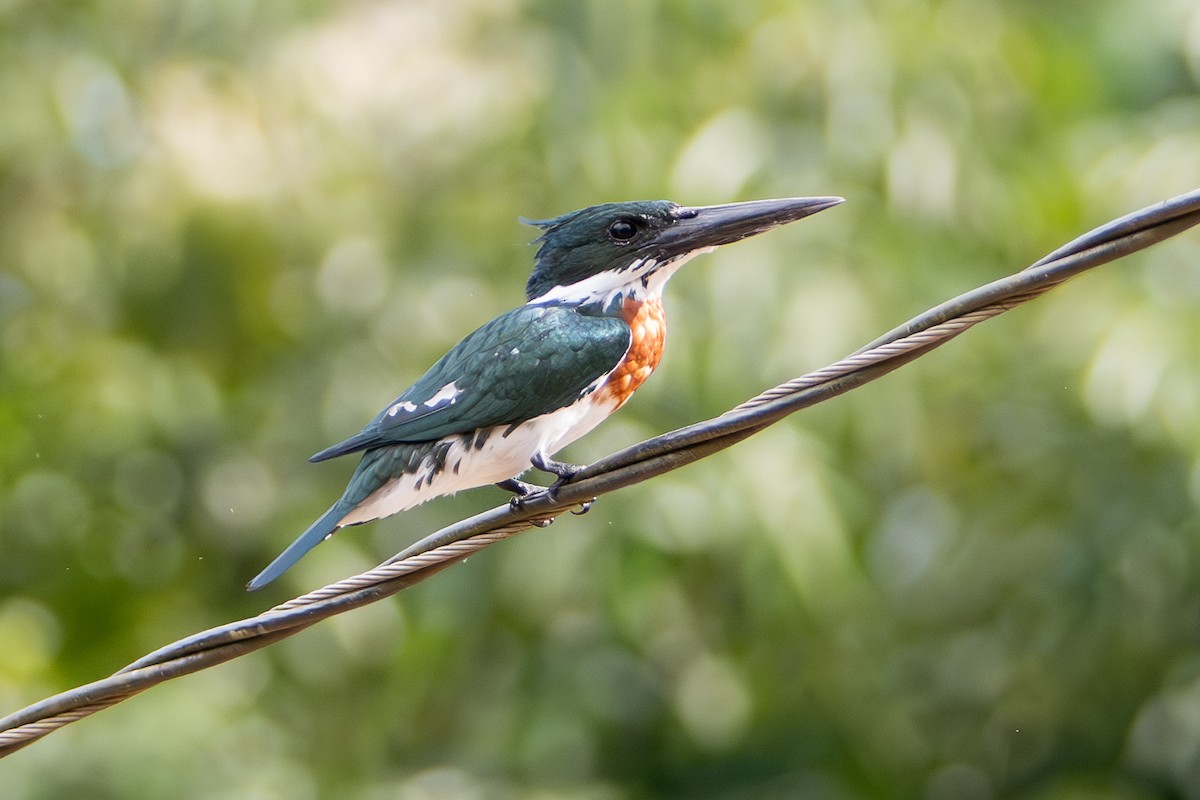 Amazon Kingfisher - ML646316525