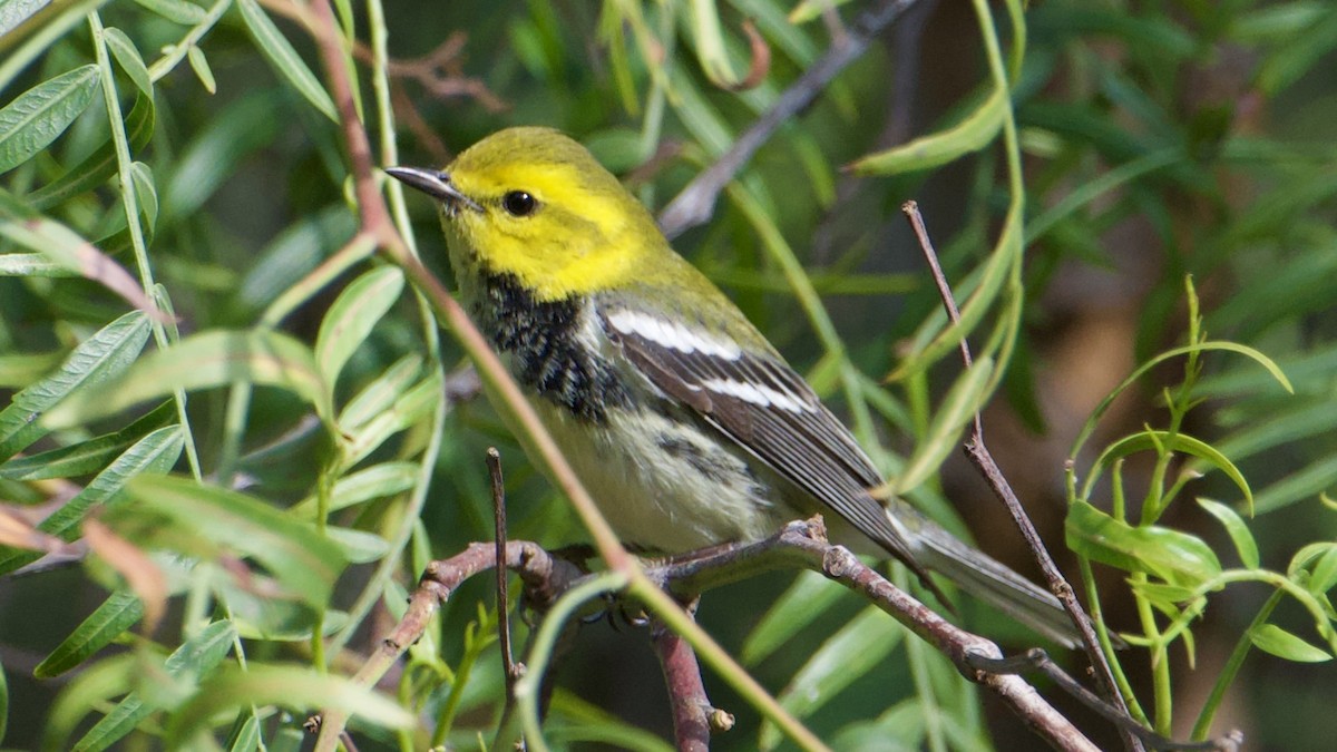 Reinita Dorsiverde - ML646316526