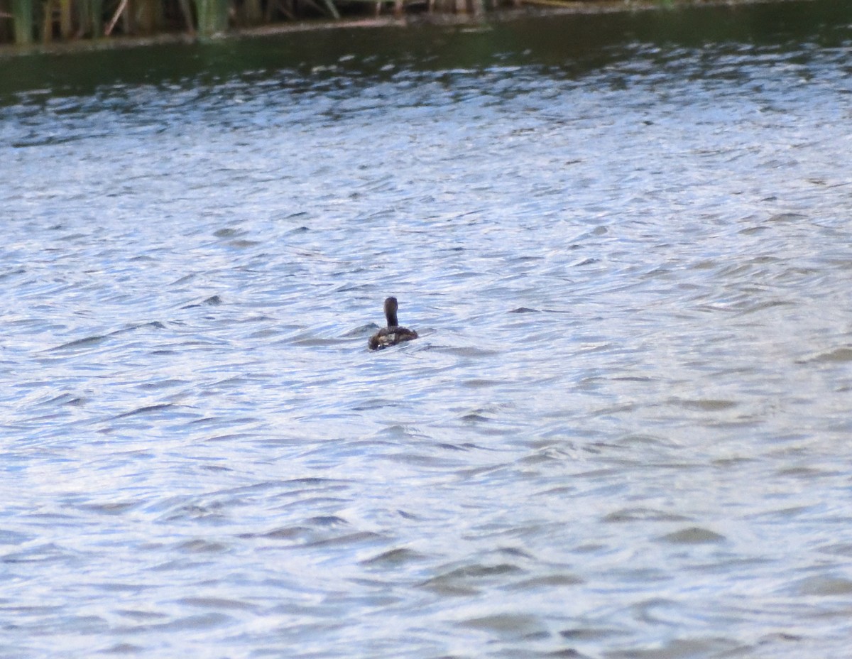 Pied-billed Grebe - ML646316527