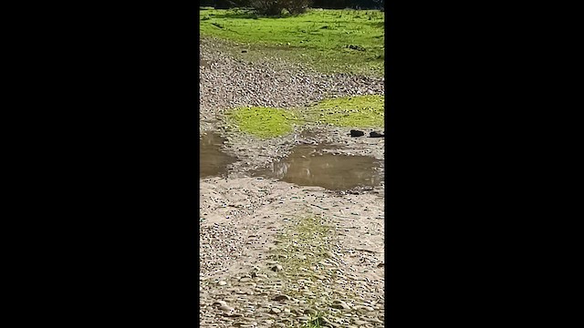 Andarríos Chico - ML646316528