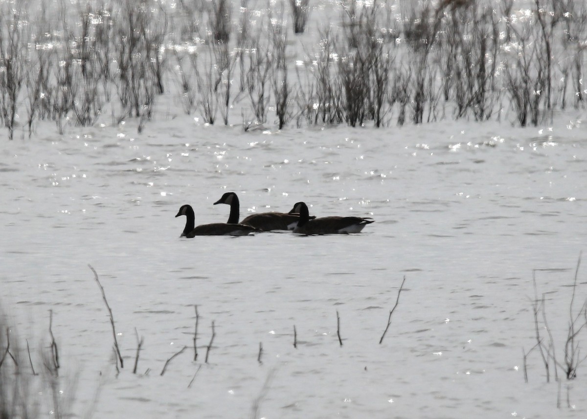 Канад галуу - ML646316529