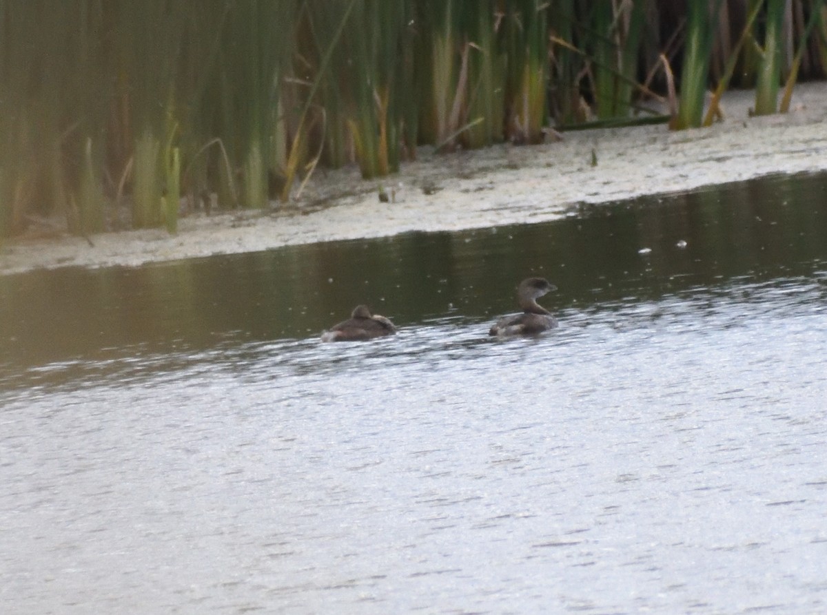 Pied-billed Grebe - ML646316531