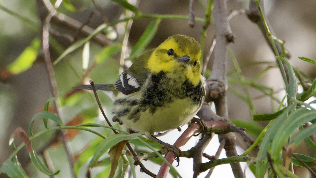 Reinita Dorsiverde - ML646316533