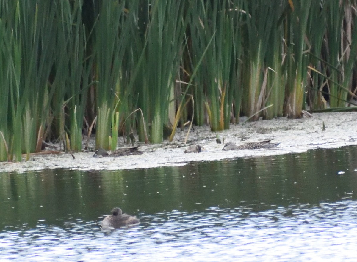 Zertzeta hegalurdina - ML646316535