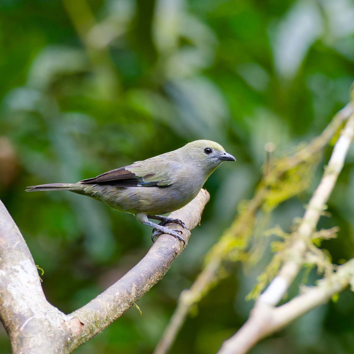 Palm Tanager - ML646316536