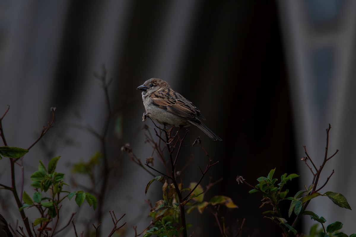 Serçe - ML646316538