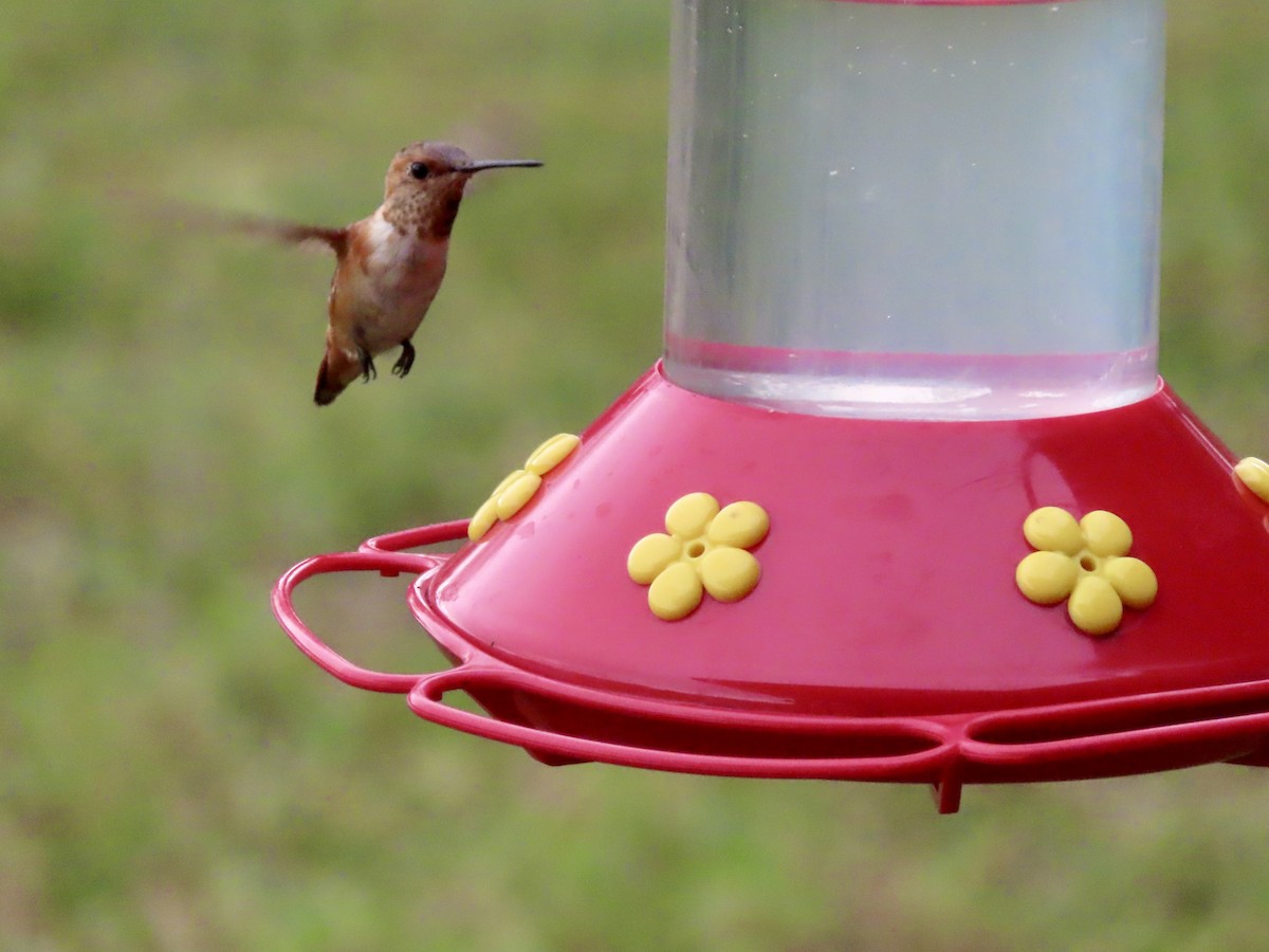 Rufous Hummingbird - ML646316541
