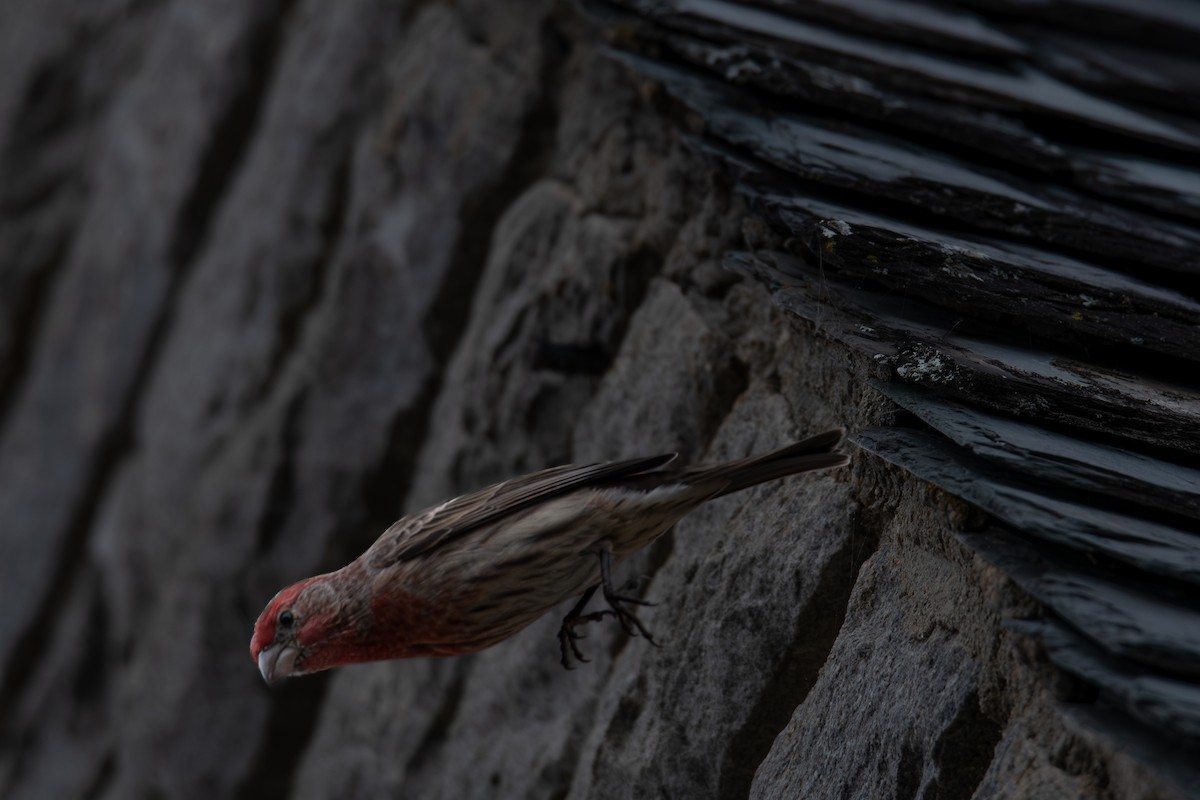 Ev Çütresi - ML646316542