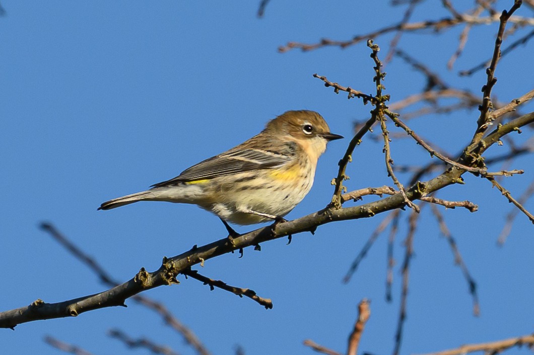 lesňáček žlutoskvrnný - ML646316543