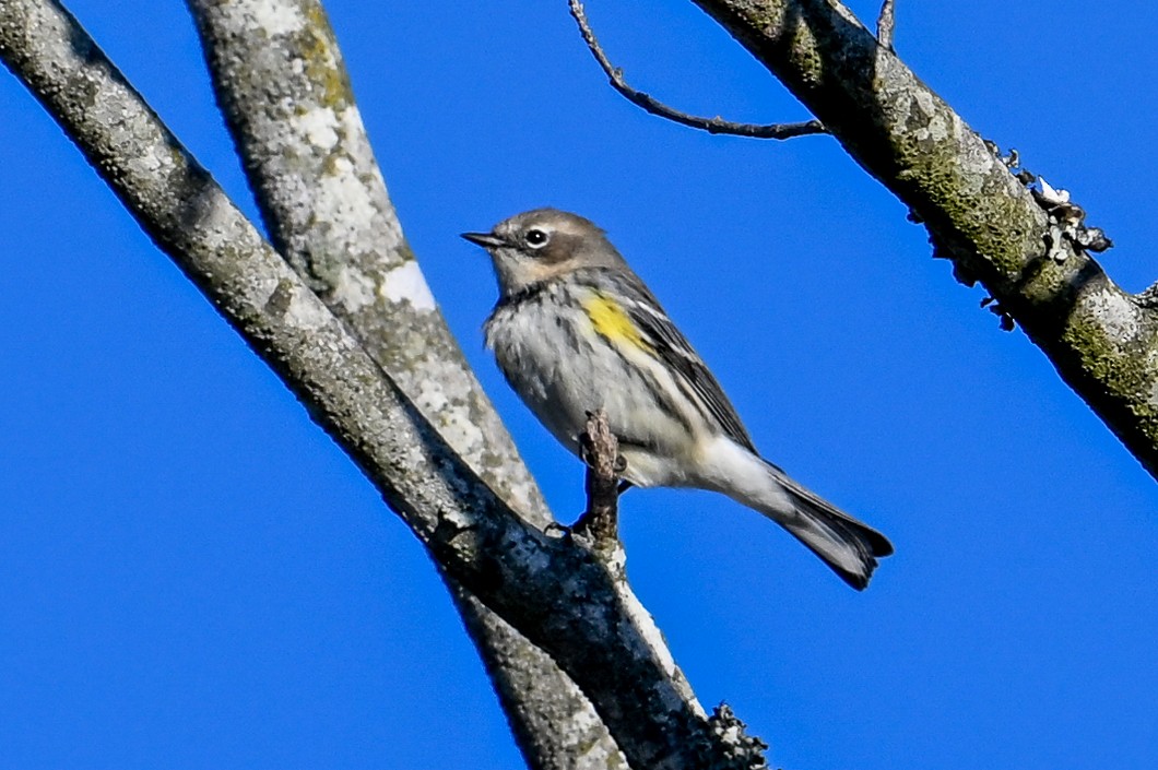 lesňáček žlutoskvrnný - ML646316544