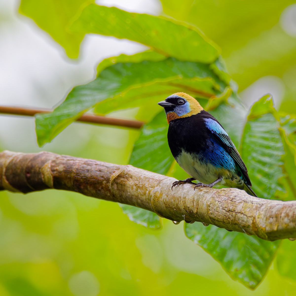 Golden-hooded Tanager - ML646316546