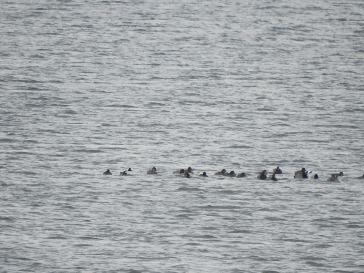 アメリカホシハジロ - ML646316548